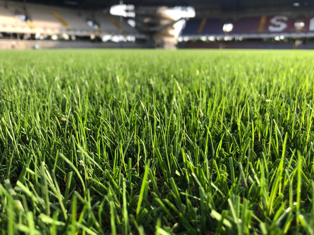 L'herbe germée 7 jours après le semis